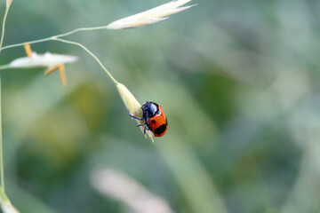 The sun beetle creeps on the grass.