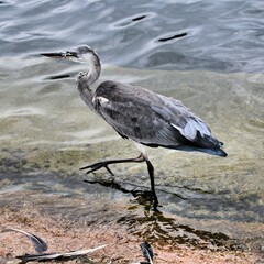 A view of a Grey Heron