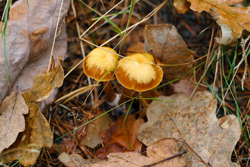 Light mushrooms in yellow foliage and green moss. Autumn forest.