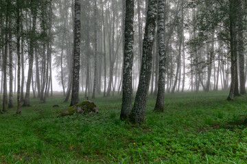 fog landscape, birch grove in autumn morning, blurred tree silhouettes, autumn