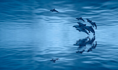 Group Dolphins Jumping The Water