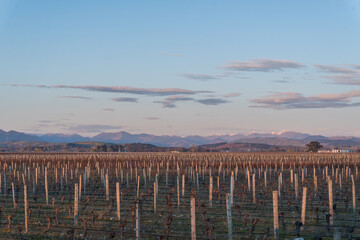 winter landscape with vineyard