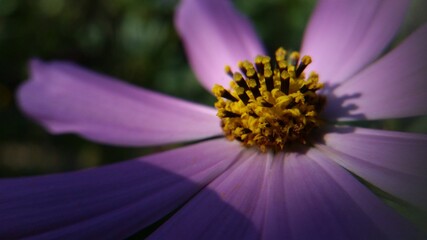 cosmos flowers with pink and white petals. colorfully plants in the garden