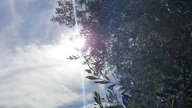 raggi di sole tra gli ulivi e le nuvole, ripresa dal basso