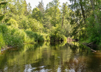 landscape with forest river reflection view, green forest river view