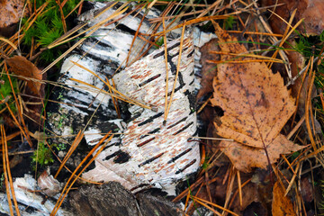 Top view of old birch bark with foliage on the ground.