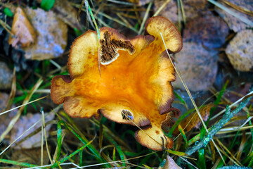 Top view of an old red mushroom in the forest.
