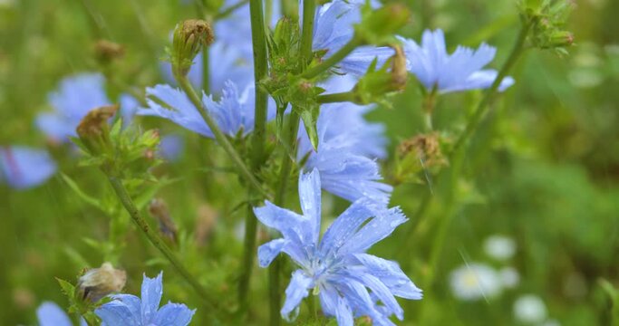 Rain Water Drops Falling on Blue Flowers Chicory Close up. Slow Motion Wild Chicory Purple Flowers on Summer Rainy Day. Beautiful Floral Landscape. Water Rain Drop with Fresh Wildflower. Meadow Wind.