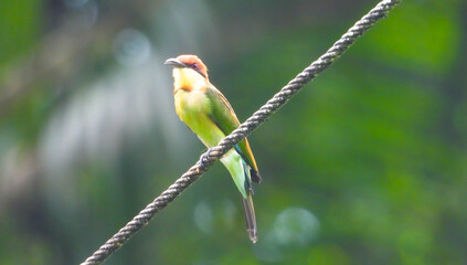 bird on a tree