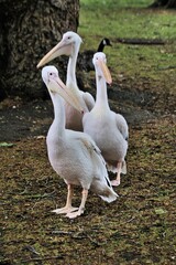 A view of a Pelican in London