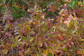Beautiful autumn landscape in Northern Alps of Japan, Otari, Nagano.