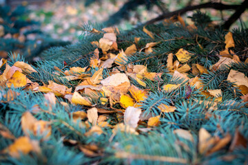 Yellow aspen leaves on blue spruce. Bright autumn colors. Autumn background, leaf fall. Shallow depth of field.