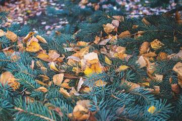 Fallen yellow aspen leaves lie on the needles of spruce branches. Autumn background, autumn forest. Selective focus.