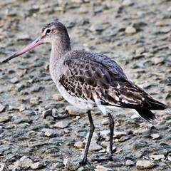 A view of a Bar Tailed Godwit