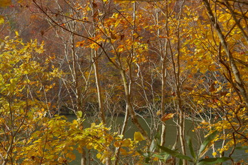 Beautiful autumn landscape in Northern Alps of Japan, Otari, Nagano.