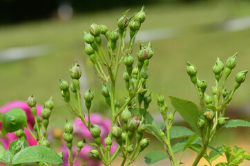 close up of a pink flower