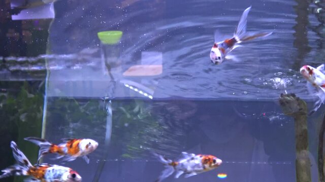 朱文金  金魚 接写 4K / Shubunkin. Single tailed fancy goldfish swimming in the aquarium. 4K Close up shot.