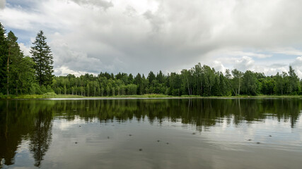 summer landscape by the lake, trees and cumulus clouds reflect in the lake water, shore overgrown with reeds, summer nature