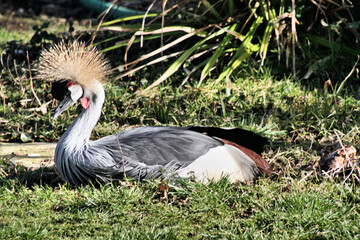 A view of a Crowned Crane