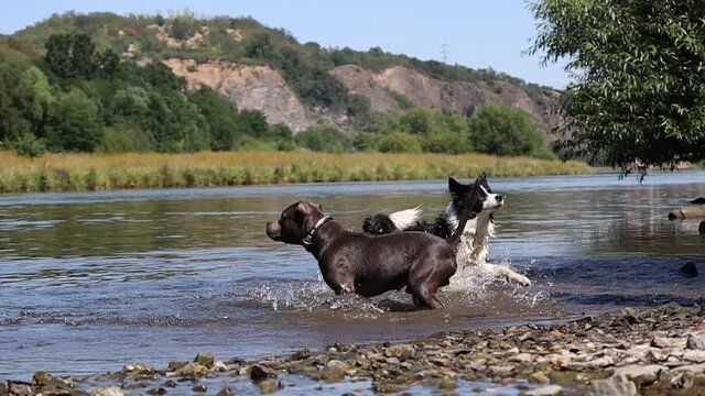 Slow Motion of Border Collie and Staffordshire Bull Terrier Having Fun in River in Czech Republic. Black and White Dog and Blue Staffy Run in Water. Dogs Excited for Tennis Ball.