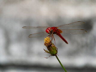 Red Dragonfly on the flower in the Botanical Gardens.