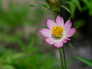 Cosmos flower in field with blur background