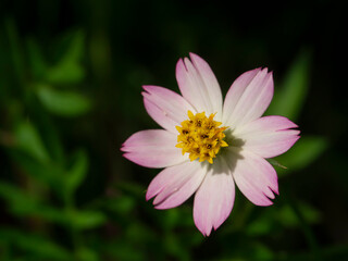 Cosmos flower in field with blur background