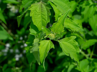 Close up Bitter bush or Siam weed leaf.