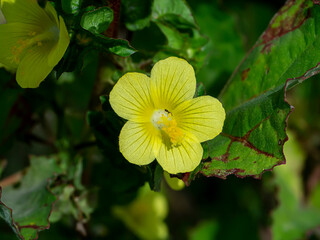 Close up of Brazil Jute, Malachra, Yellow leafbract flower.