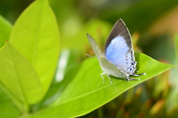 butterfly on a green leaf