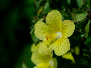 Close up of Brazil Jute, Malachra, Yellow leafbract flower.
