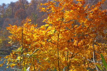 Beautiful autumn landscape in Northern Alps of Japan, Otari, Nagano