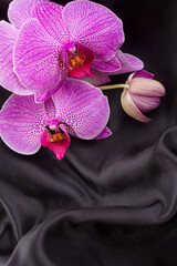 purple orchid phalaenopsis flower on a black silk background. Top view