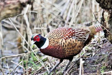 A view of a Pheasant