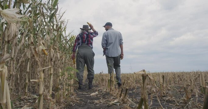 Unrecognizable farmers walking in corn field
