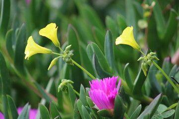 Obraz premium Spring in San Francisco