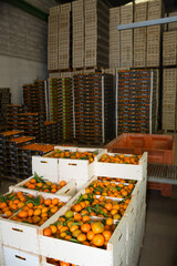 Mandarins packed in boxes ready for storage or delivery to stores © JackF