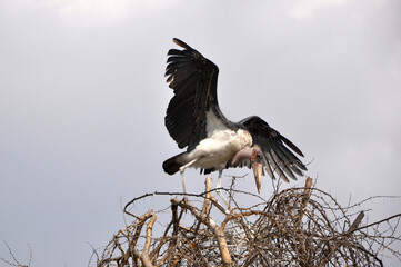 The marabou stork (Leptoptilos crumenifer) spread big wings and land on the prickly crown of the tree over the grey sky near Naivasha lake, Kenya