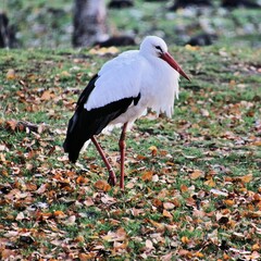 A view of a White Stork