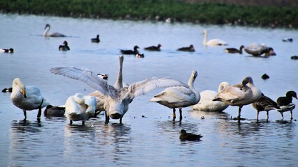 A view of some Whooper Swans in the UK