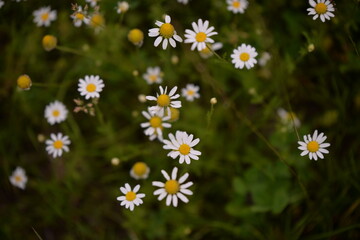 daisies in the garden. Leucanthemum vulgare during summer season