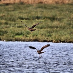 A view of a Marsh harrier in flight