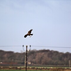 A view of a Marsh harrier in flight