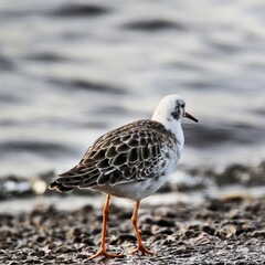 A view of a Sandpiper