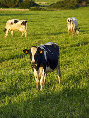 Vacas frisonas.Ciutadella. Menorca. Islas Baleares.España.