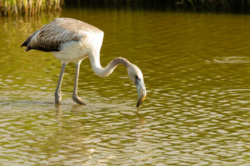 Greater flamingo, (Phoenicopterus roseus), bird, Barcelona, Spain