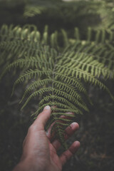 fern in the hands © carlos