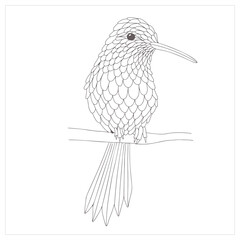Handdrawn hummingbird illustration vector isolated in white background
