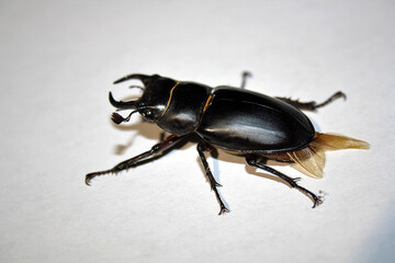 Lucanus barbarossa