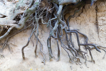 Loess ravine in Kazimierz Dolny, Poland
